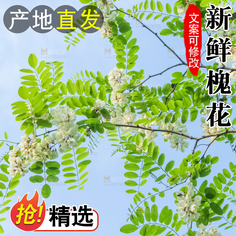 槐树槐花