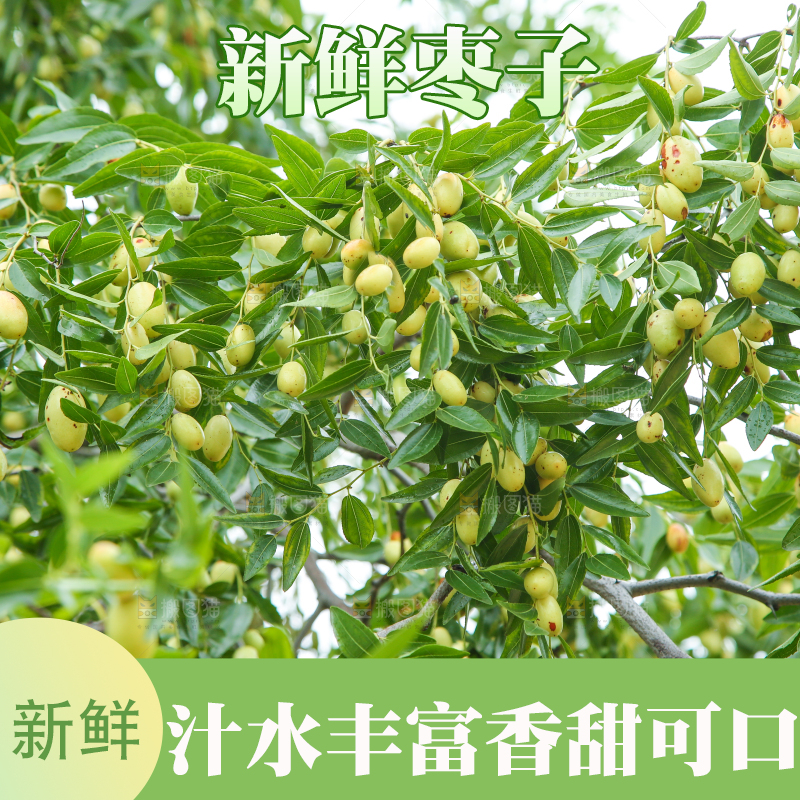 树上的枣子