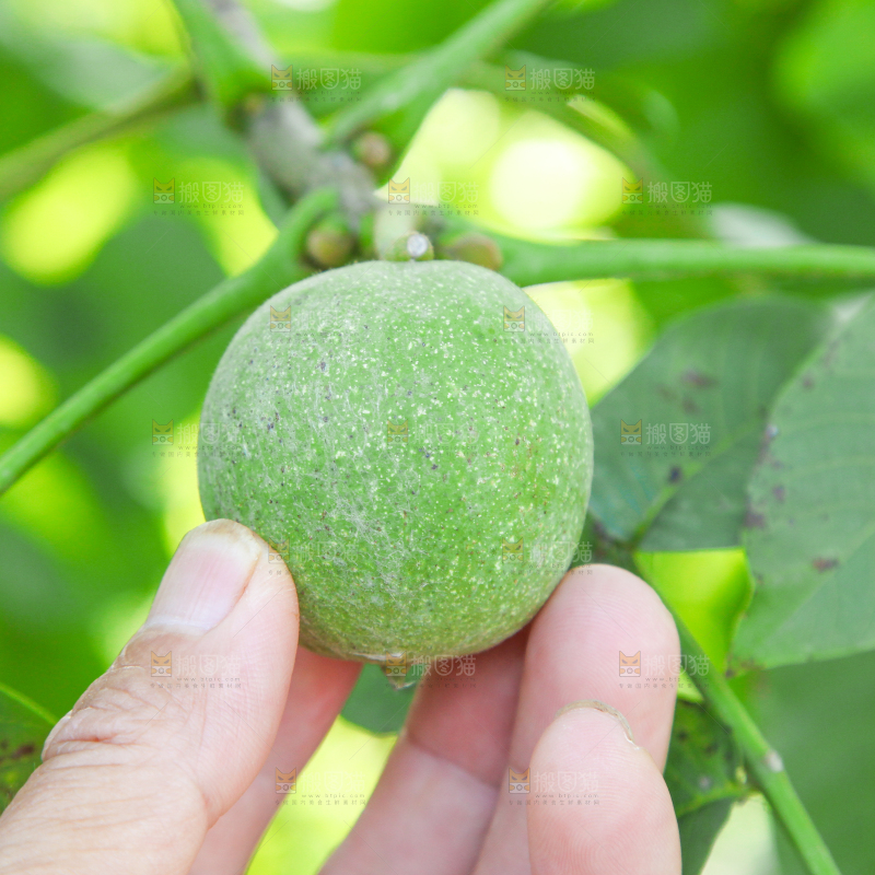 一颗核桃树