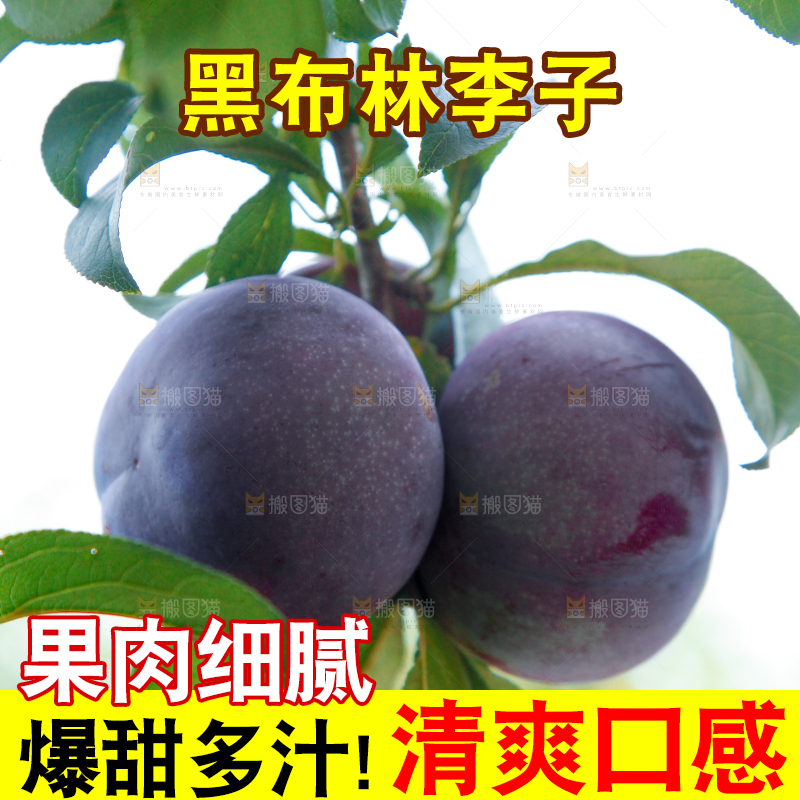树上挂着黑布李