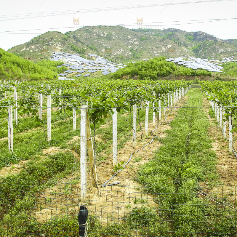 水果种植基地