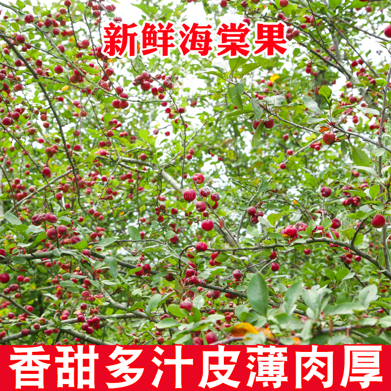 树上挂着海棠果