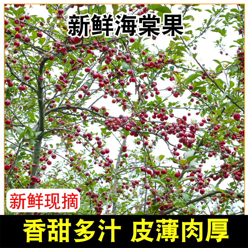 树上挂着海棠果