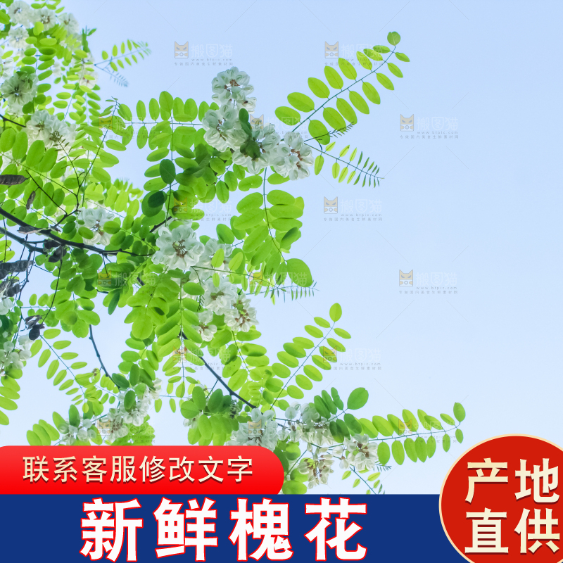 槐树槐花