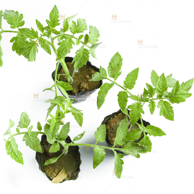 白底上的番茄苗