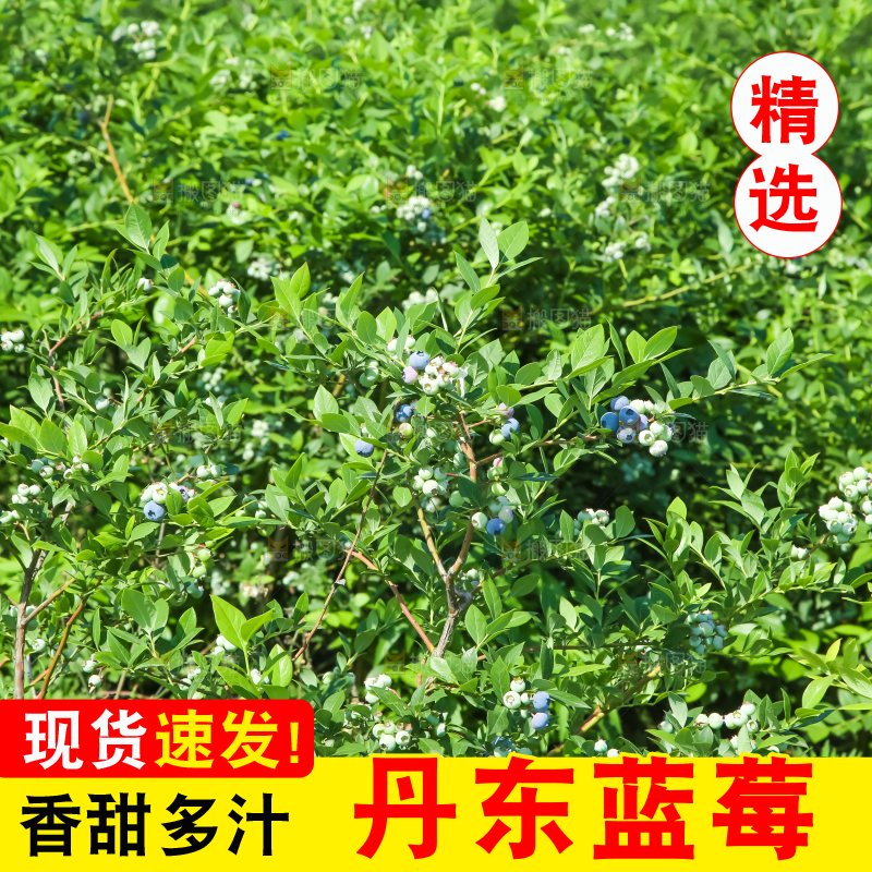 农民正在采摘蓝莓
