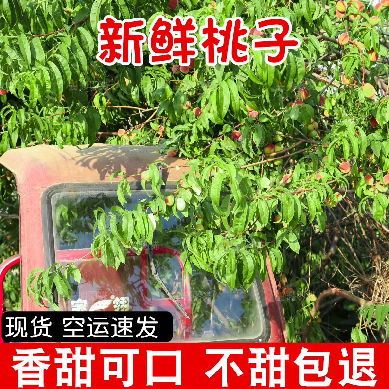 树上挂着桃子