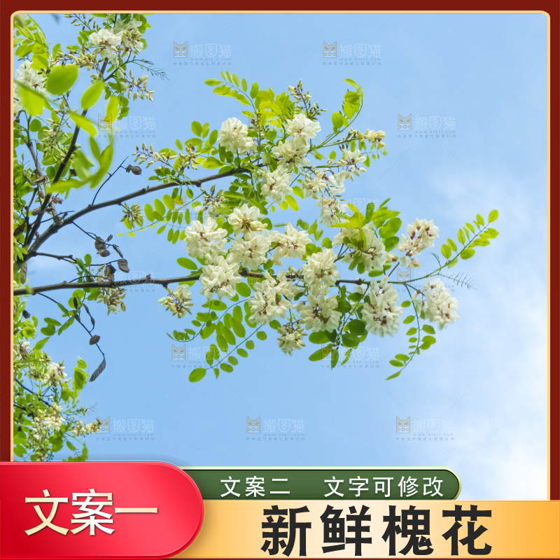 槐树槐花