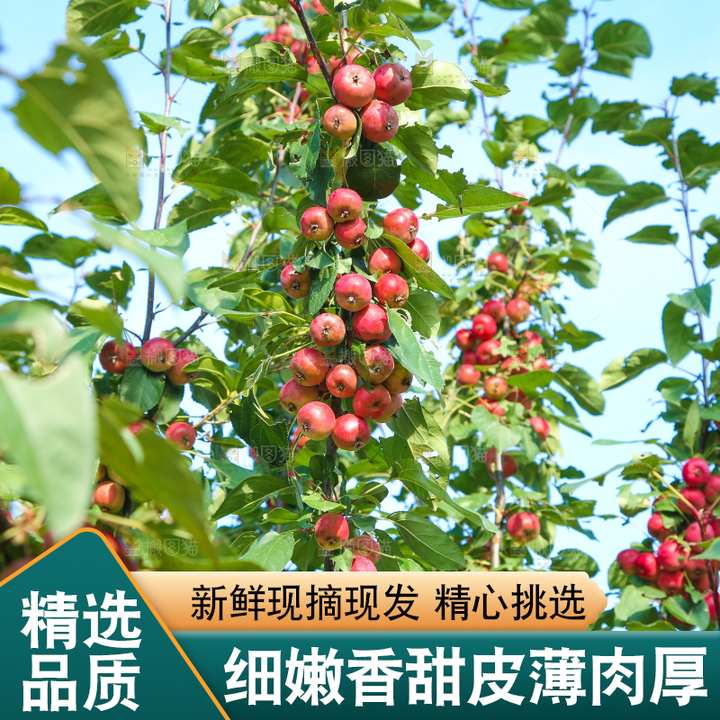 树上挂着海棠果