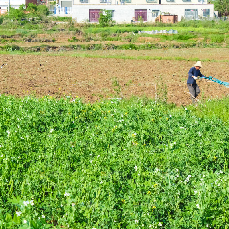 田里种着豌豆苗