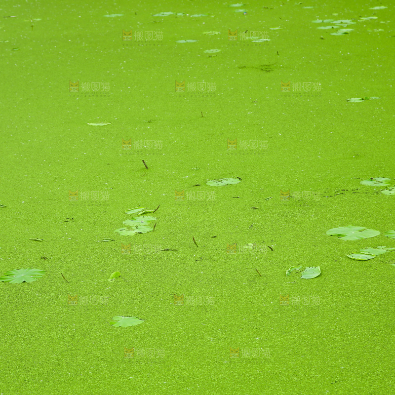 湖面浮萍