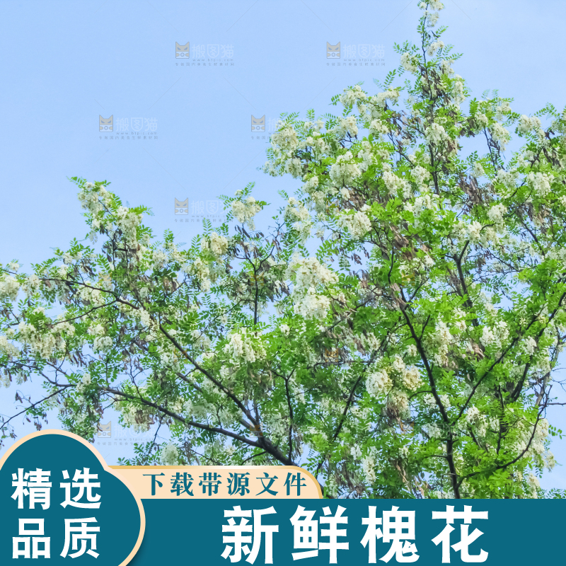槐树槐花