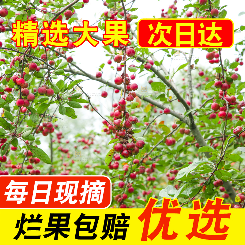 树上挂着海棠果