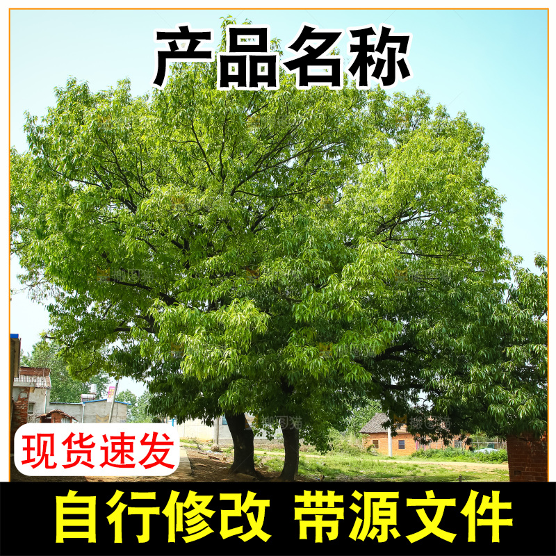 农村里的大树