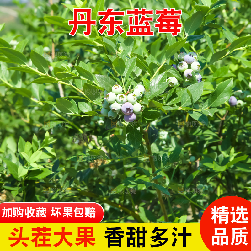 农民正在采摘蓝莓