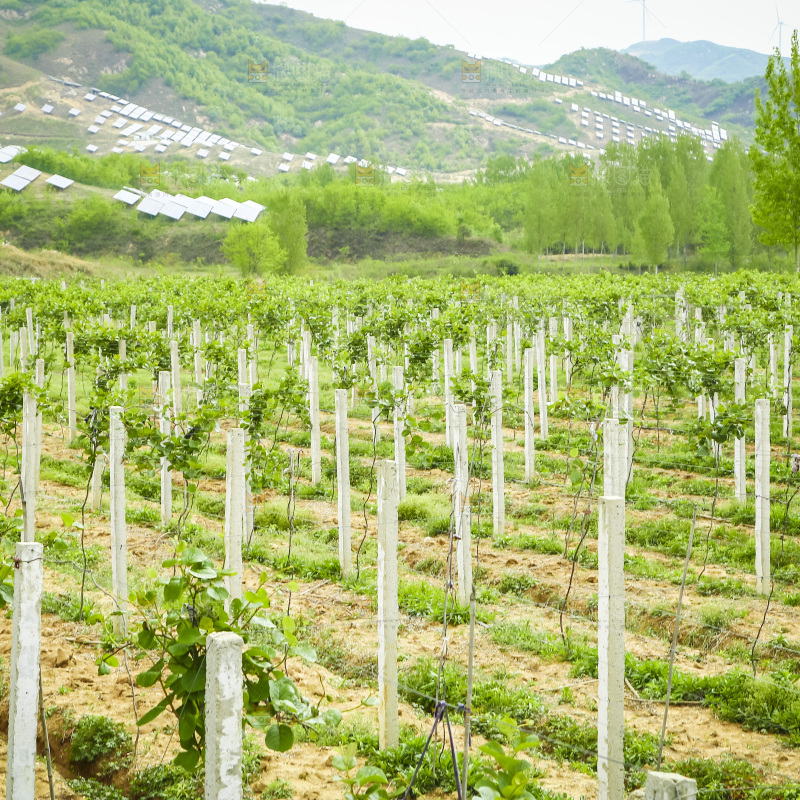 水果种植基地