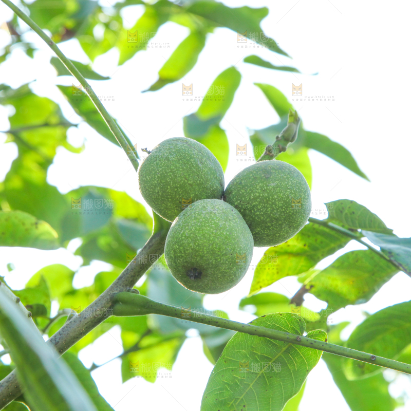 一颗核桃树