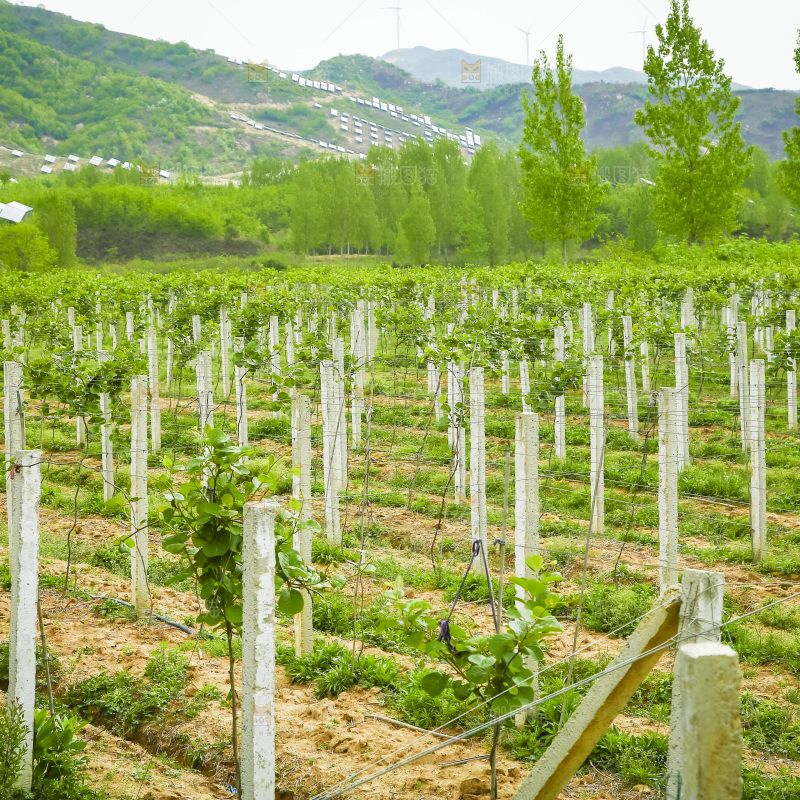 水果种植基地