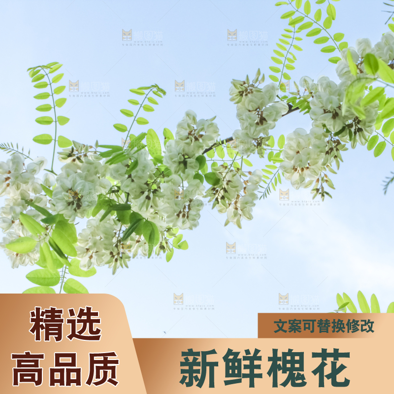 槐树槐花