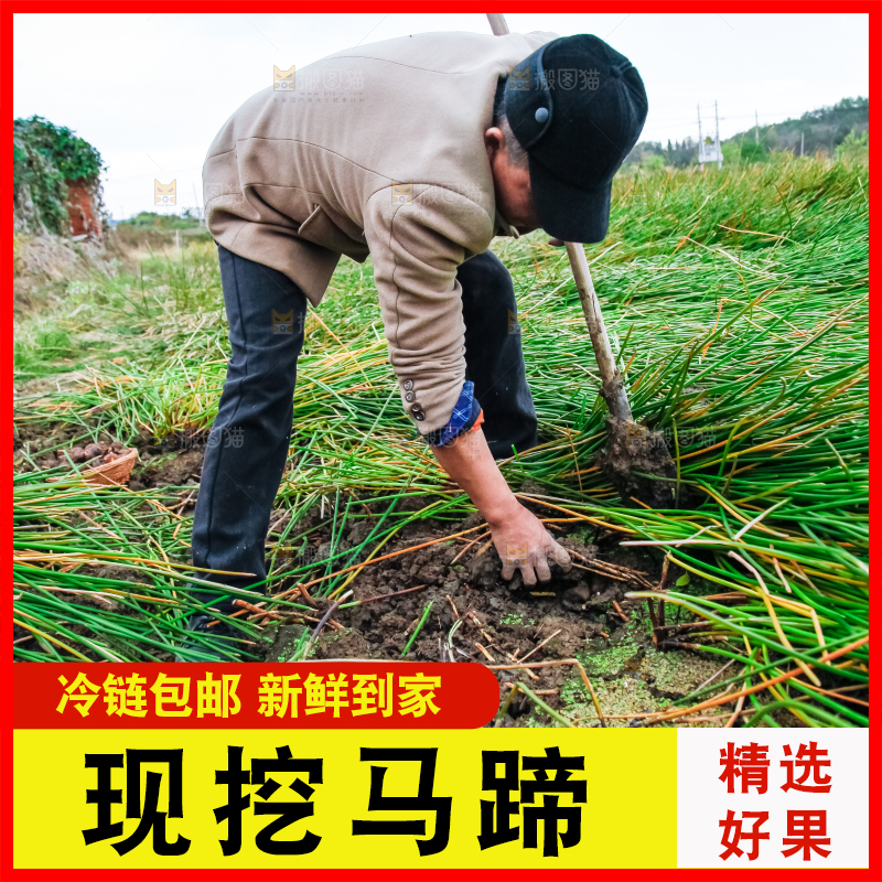 农民正在挖马蹄