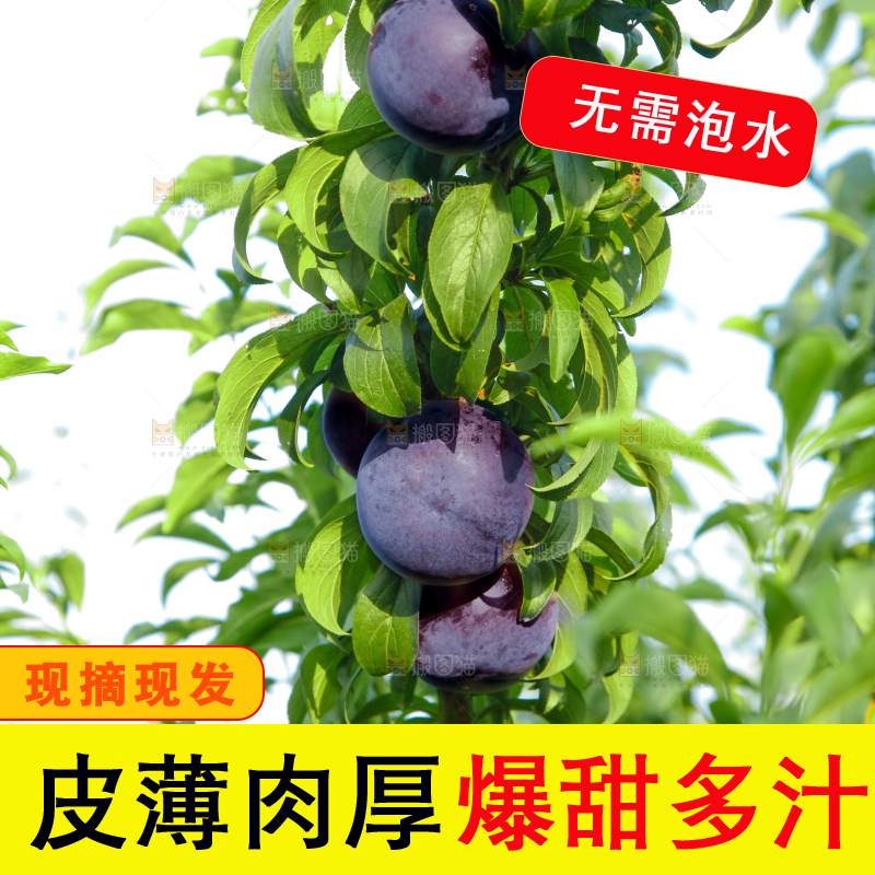 树上挂着黑布李