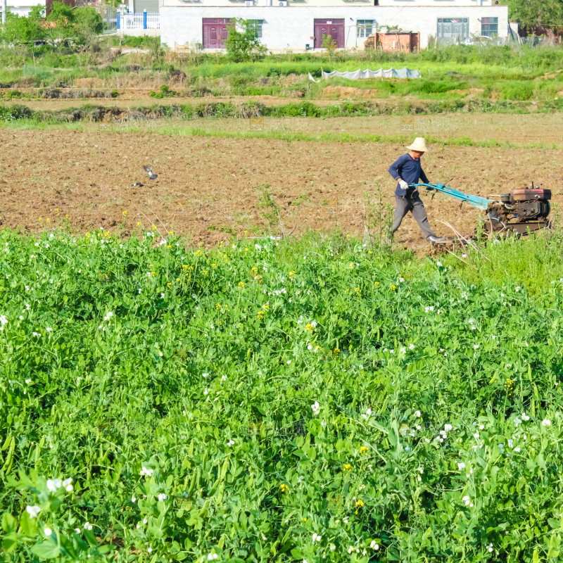 田里种着豌豆苗