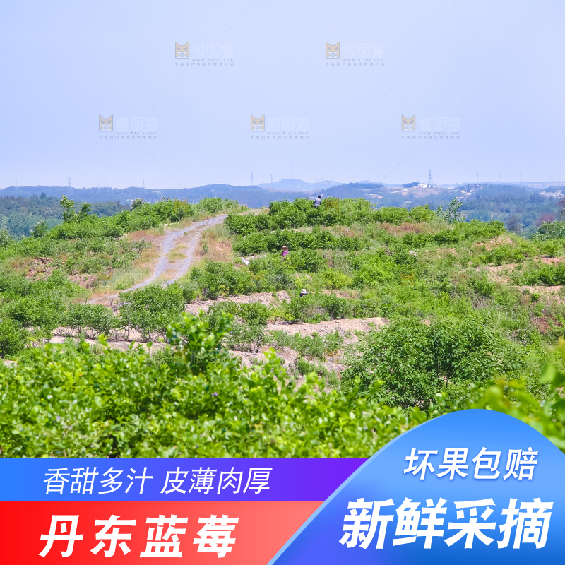 农民正在采摘蓝莓