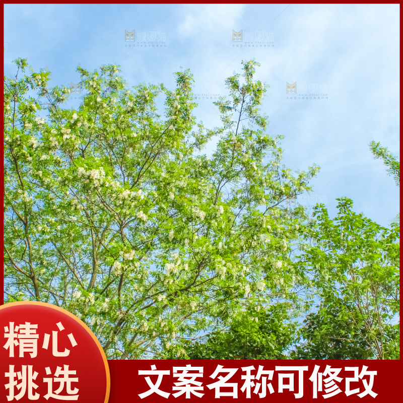 槐树槐花