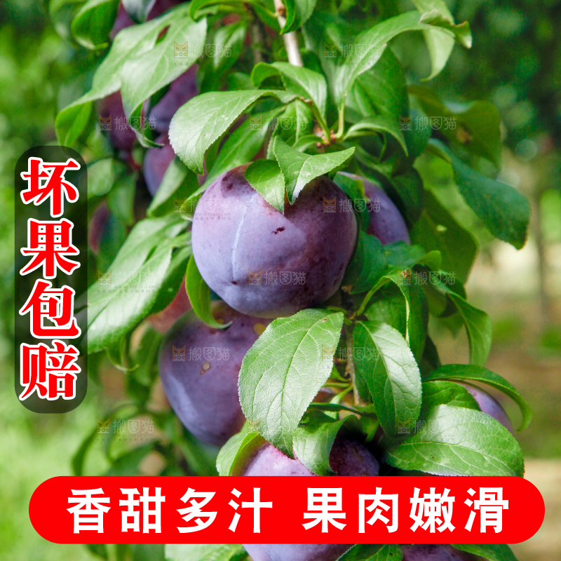 树上挂着黑布李