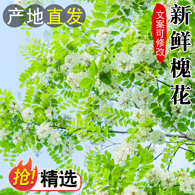 槐树槐花