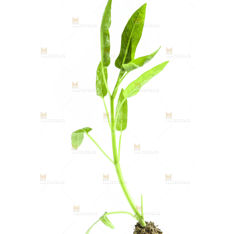 白底上放着空心菜苗