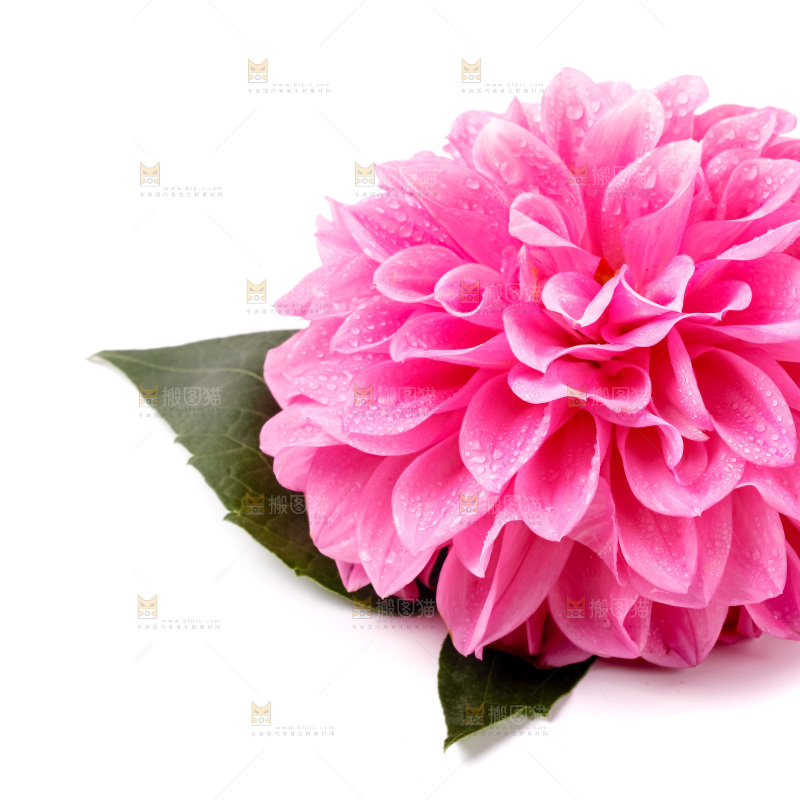 浅底上摆放着花朵
