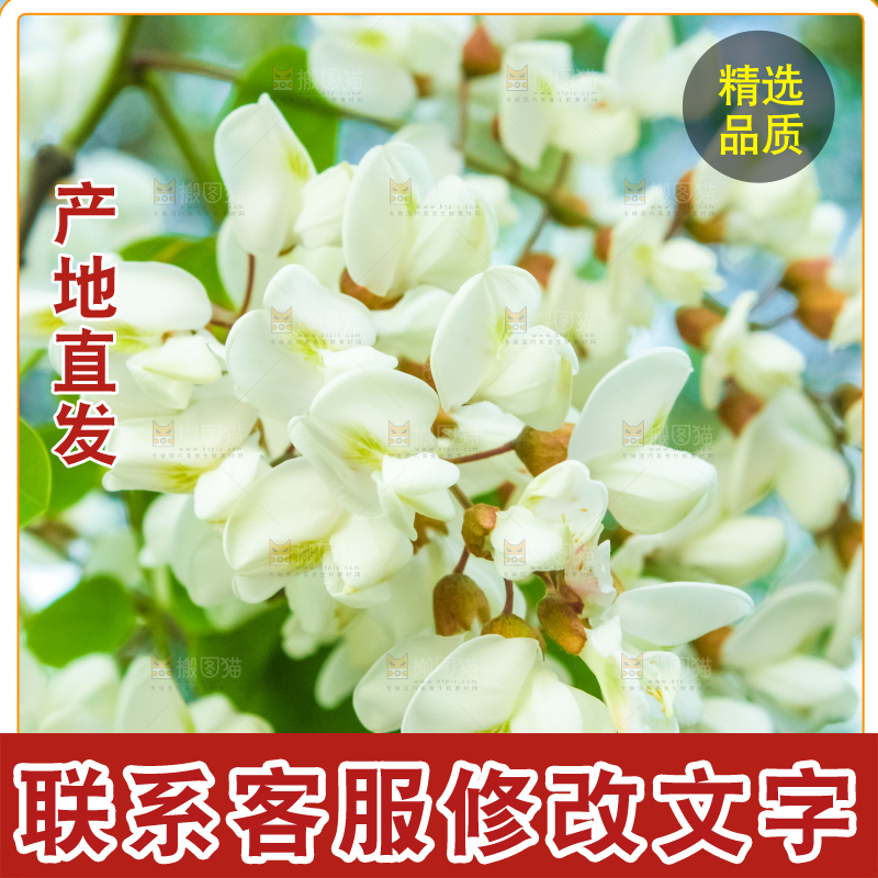 槐树槐花