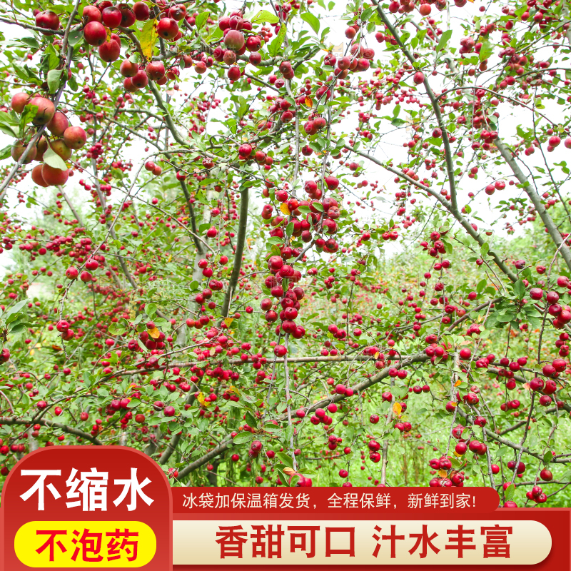 树上挂着海棠果