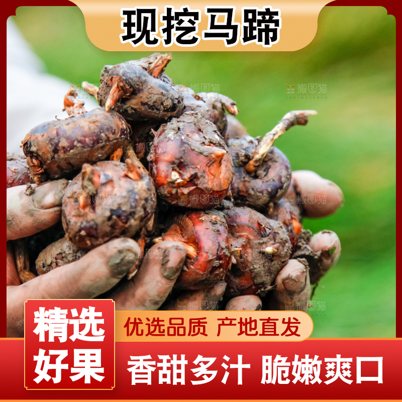 农民手里捧着新鲜马蹄