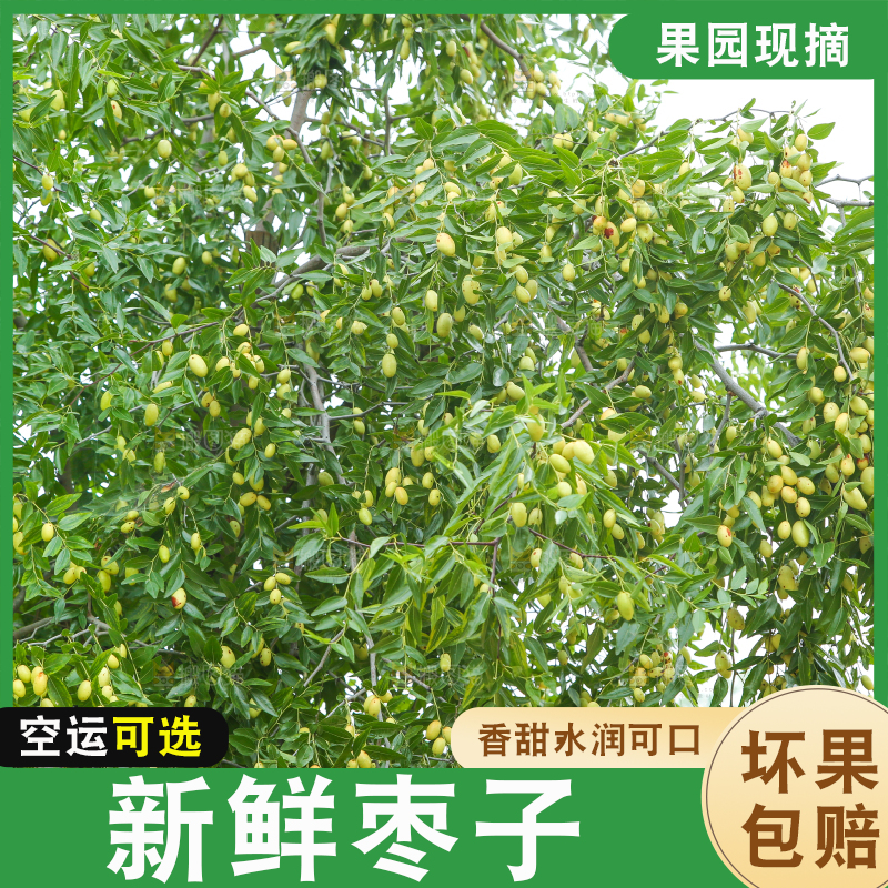 树上的枣子