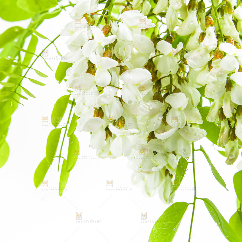 白底上的槐树花