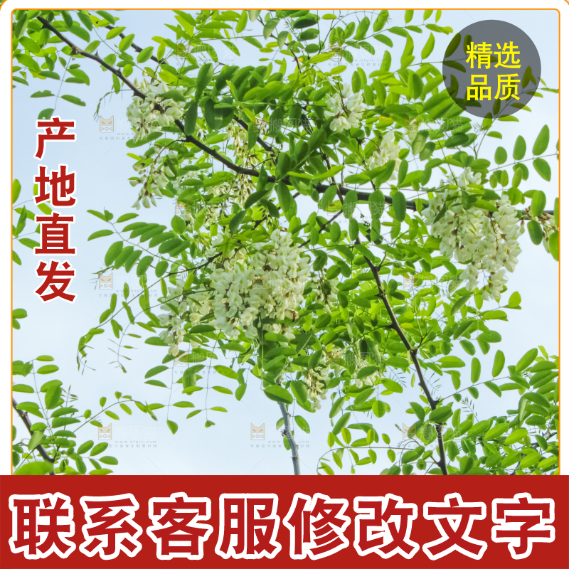 槐树槐花