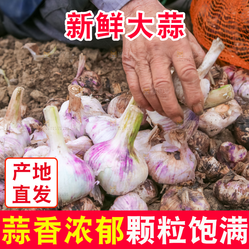 农民正在收大蒜