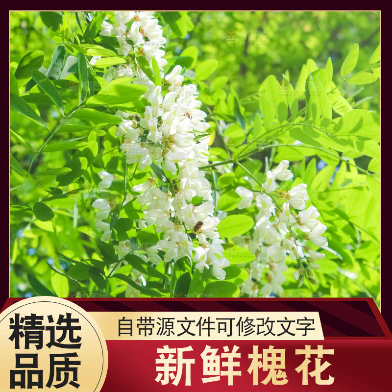 槐树槐花