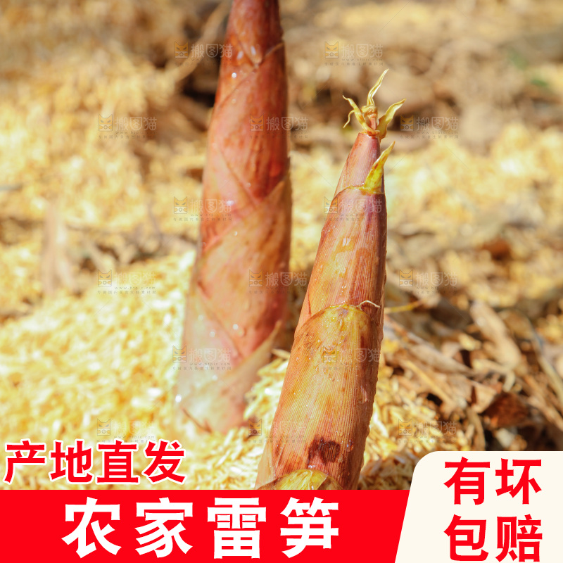 竹林里的雷笋