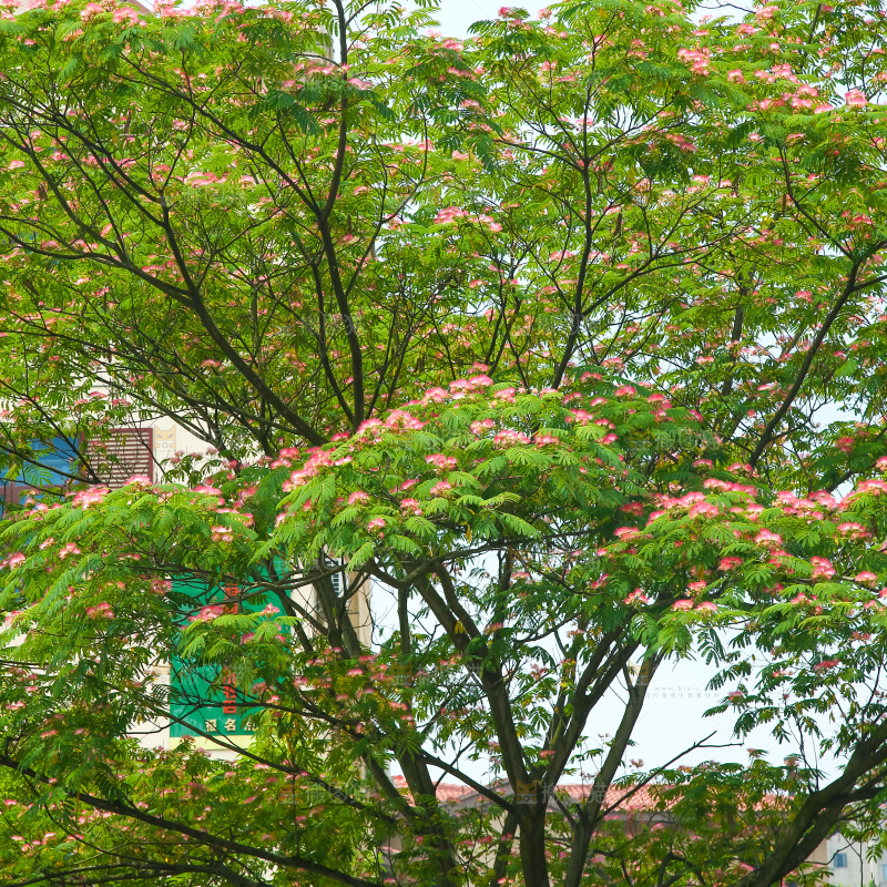 合欢树绿植