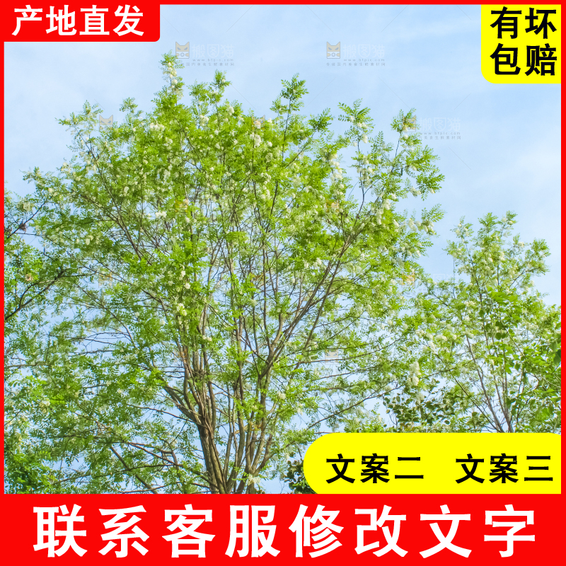 槐树槐花
