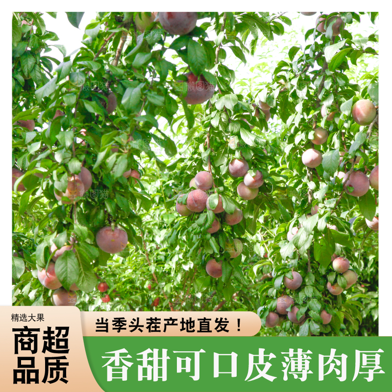 树上挂着黑布李