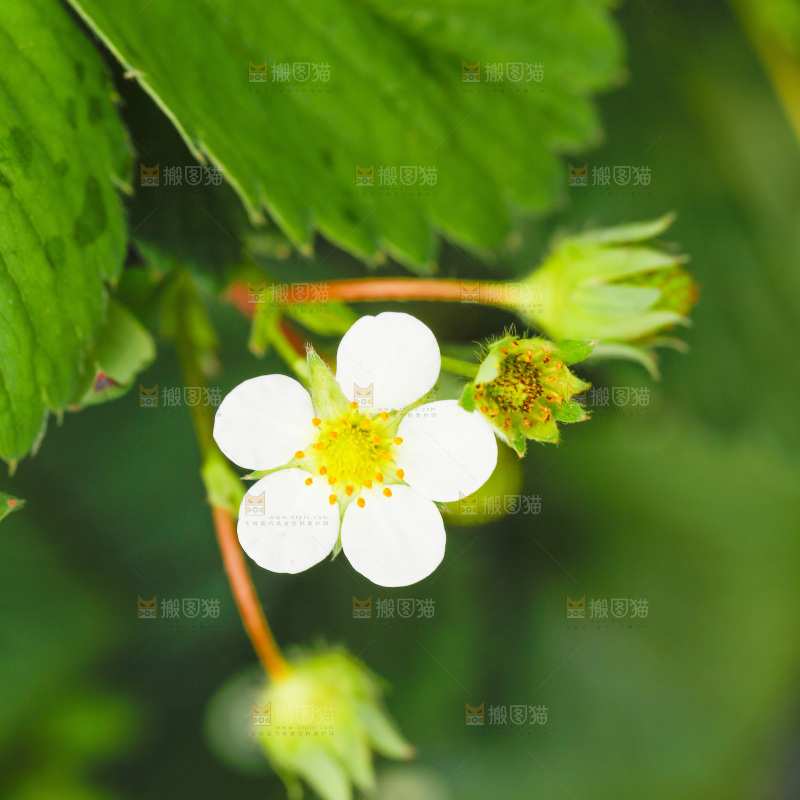 浅底上的草莓花