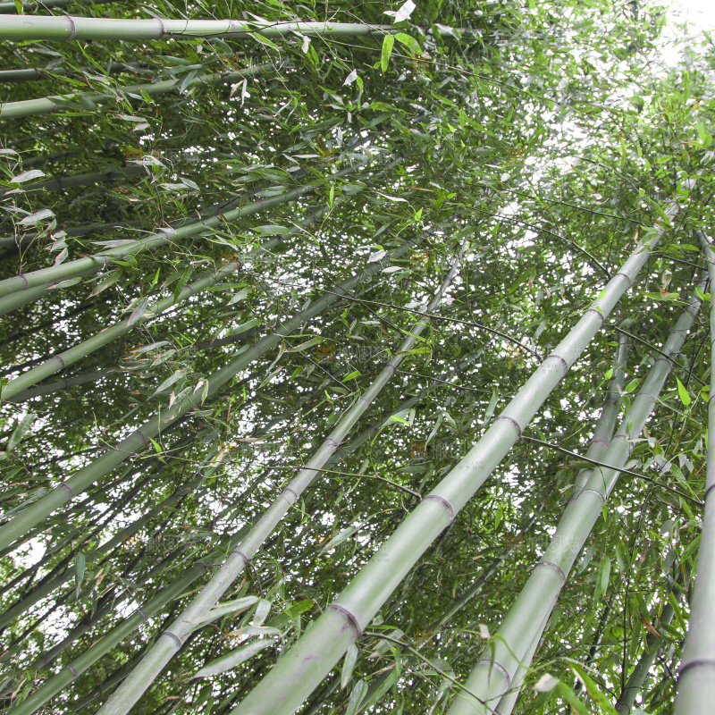一片竹林