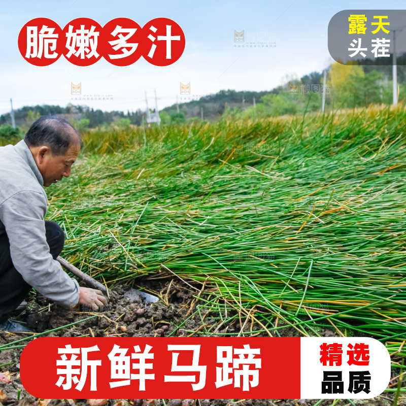 农民正在挖马蹄