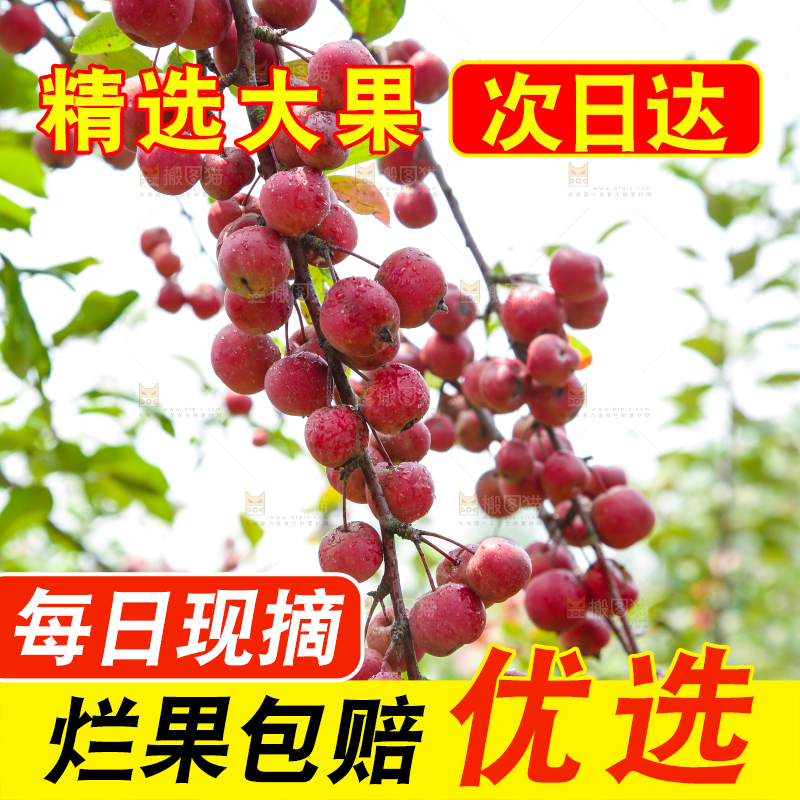 树上挂着海棠果