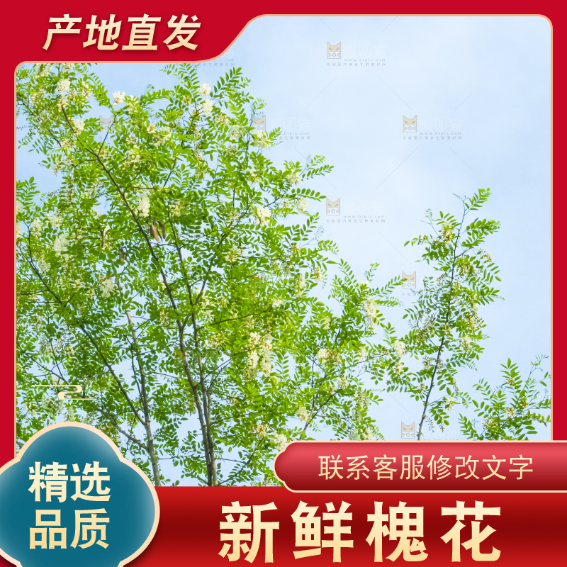 槐树槐花