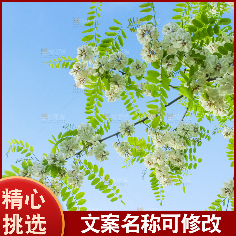 槐树槐花